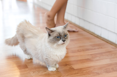 Pretty white cat in the room