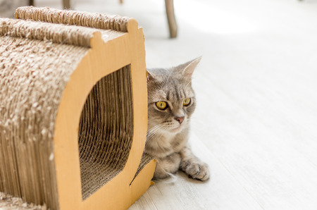 Young cat looking in the houseの写真素材