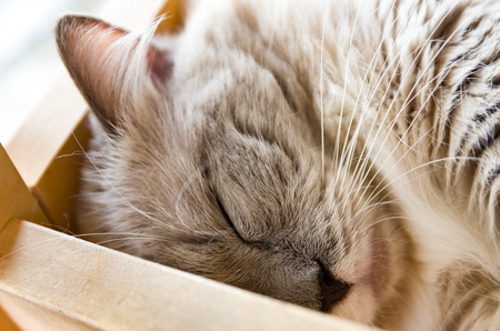 Sleeping catの写真素材