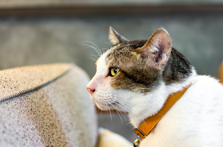 Looking catの写真素材