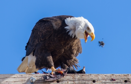 This was taken at the Klamath Basin in California  A bald eagle is feeding on an American coot の写真素材