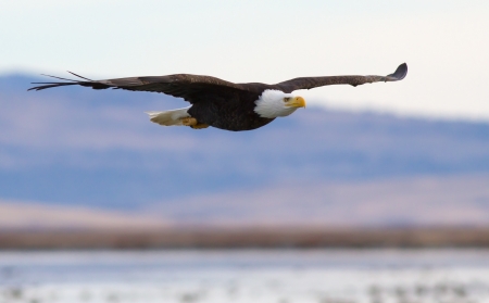A Bald eagle flying above a lakeの写真素材