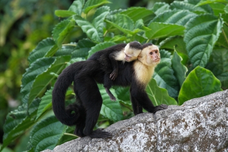 An adult white-faced capauchin monkey in Costa Rica carrying a baby on it's back.