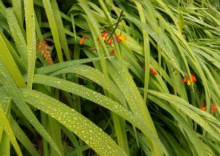 Dew drops on blades of green leaves with red flowersの写真素材