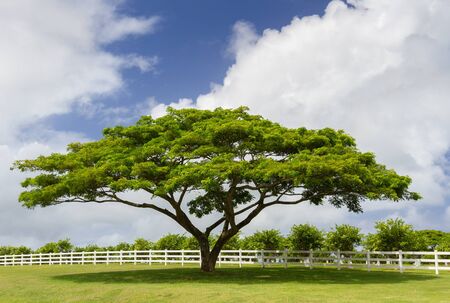 A green tree standing next to a white fence  Taken at Kauai