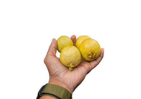 Four yellow rip wild guavas in hand holding outの写真素材