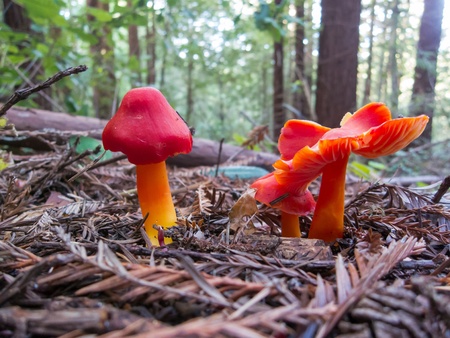 Bright red waxy cap mushrooms on the forest floorの写真素材