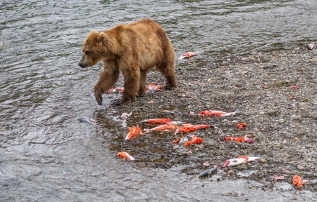 Aftermath of the Salmon run at Brooks Falls at Katmai National Park, Alaskaの写真素材