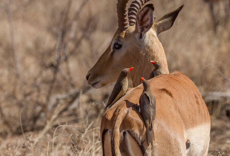 Oxpeckers Sitting on Impalaの写真素材