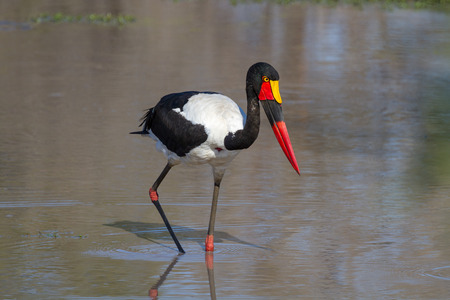 Saddle-billed Stork Searching for Foodの写真素材