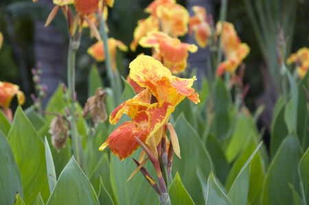 Cannaの写真素材