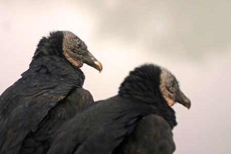 Two black vultures (Coragyps atratus), Everglades NPの写真素材