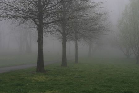 Trees in fog, Pelham Bay Park, Bronx, New Yorkの写真素材