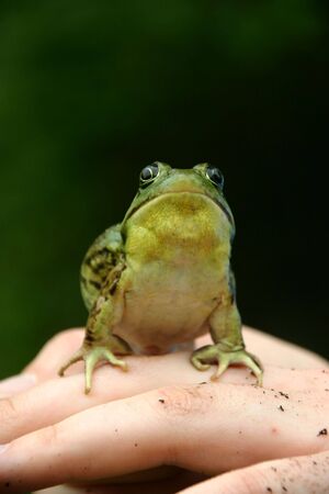 Green frog (Rana clamitans melanota), Connetquot River State Park, Long Island, New York