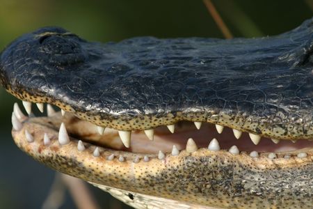 American alligator (Alligator mississippiensis), Everglades National Park, Anhinga Trail, Floridaの写真素材