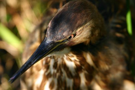 American bittern (Botaurus lentiginosus), Everglades National Park, Anhinga Trail, Floridaの写真素材