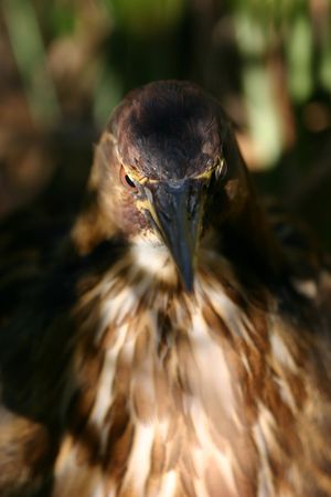 American bittern (Botaurus lentiginosus), Everglades National Park, Anhinga Trail, Floridaの写真素材