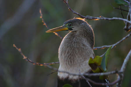 Backlit Anhinga (Anhinga anhinga), Everglades National Park, Anhinga Trail, Floridaの写真素材