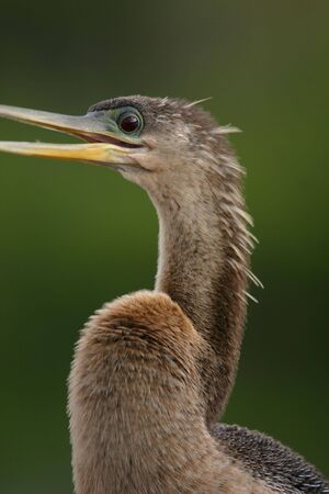 Anhinga (Anhinga anhinga), Everglades National Park, Anhinga Trail, Floridaの写真素材