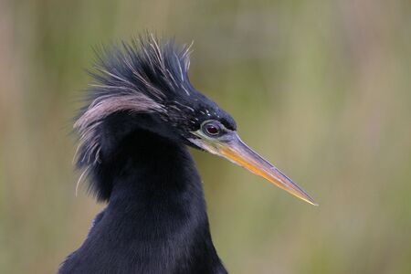 Anhinga (Anhinga anhinga), Everglades National Park, Anhinga Trail, Floridaの写真素材