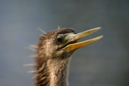 Anhinga (Anhinga anhinga), Everglades National Park, Anhinga Trail, Floridaの写真素材
