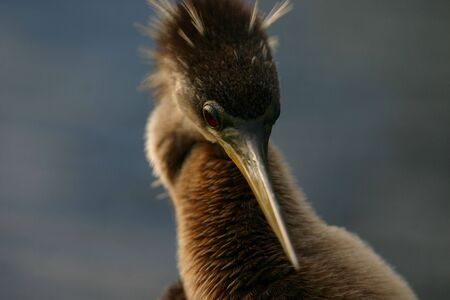 Anhinga (Anhinga anhinga), Everglades National Park, Anhinga Trail, Floridaの写真素材