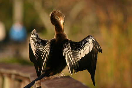 Anhinga (Anhinga anhinga), Everglades National Park, Anhinga Trail, Floridaの写真素材