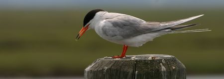 Common tern (Sterna hirundo), Cape May, New Jerseyの写真素材