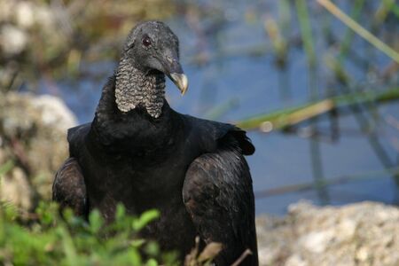 Black vulture (Coragyps atratus), Everglades National Park, Floridaの写真素材