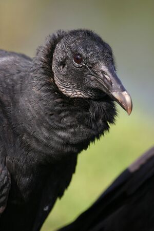 Black vulture (Coragyps atratus), Everglades National Park, Floridaの写真素材