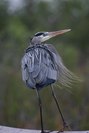 Great blue heron (Ardea herodias), Everglades National Park, Floridaの写真素材
