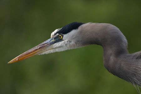 Great blue heron (Ardea herodias), Everglades National Park, Floridaの写真素材