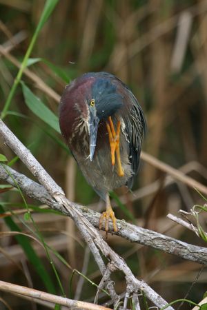 Green heron (Butorides virescens), Everglades National Park, Floridaの写真素材