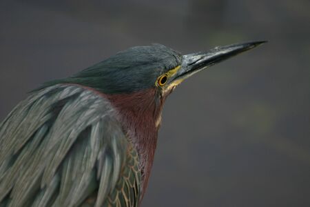 Green heron (Butorides virescens), Everglades National Park, Floridaの写真素材