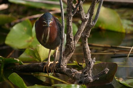 Green heron (Butorides virescens), Everglades National Park, Floridaの写真素材