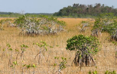 Everglades landscape, Everglades National Park, Floridaの写真素材