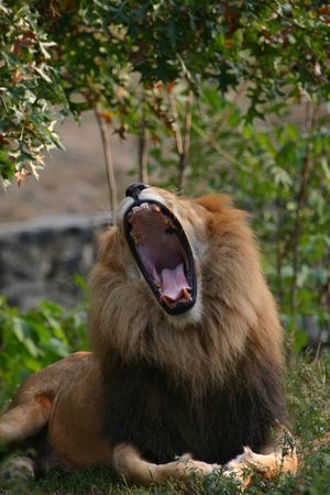 Lion (Panthera leo) (captive)の写真素材