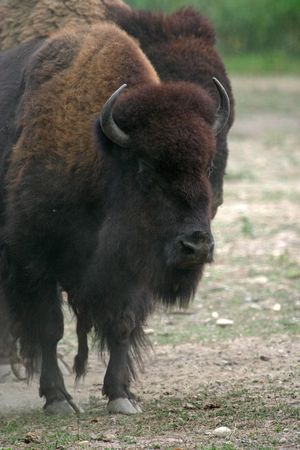 American bison (Bison bison) (captive)