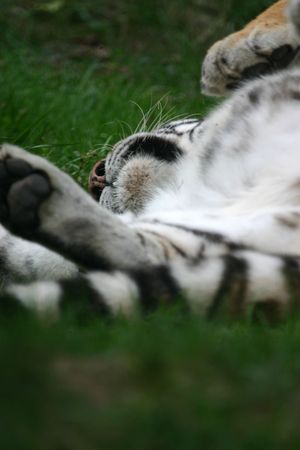 Tiger (Panthera tigris) relaxing (captive)の写真素材