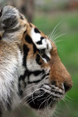 Tiger portrait (Panthera tigris) (captive)