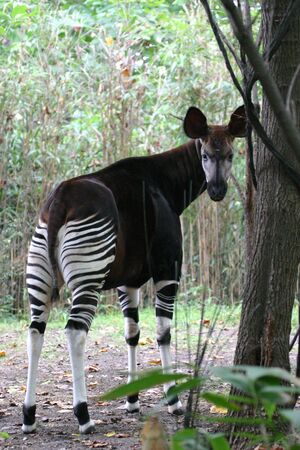 Okapi (Okapia johnstoni) (captive)の写真素材