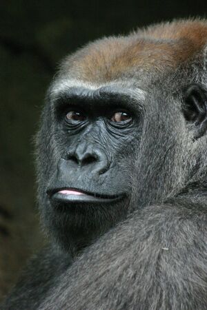 Western lowland gorilla (Gorilla gorilla) (captive)