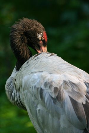 Preening stork (captive)の写真素材