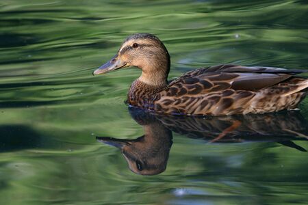 Female mallard (Anas platyrhynchos)の写真素材