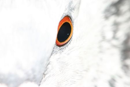 Pigeon (Columba livia) closeupの写真素材
