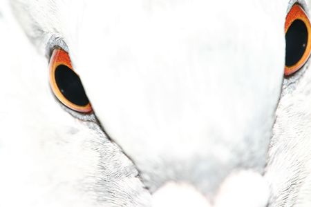 Pigeon (Columba livia) closeupの写真素材