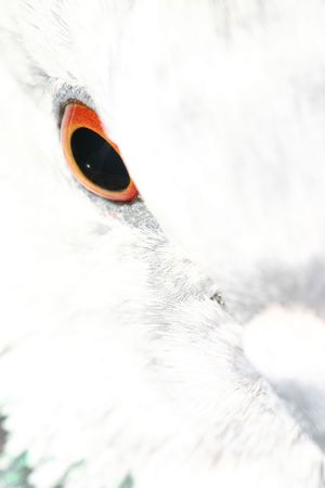 Pigeon (Columba livia) closeupの写真素材