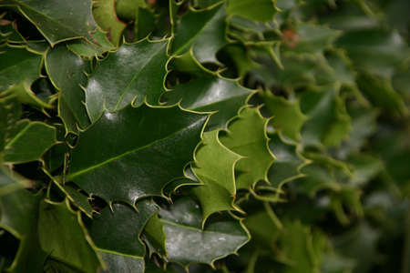 Holly leaves (Brooklyn Botanic Garden)の写真素材
