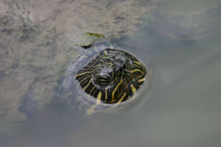Eastern painted turtle (Chrysemys picta)の写真素材