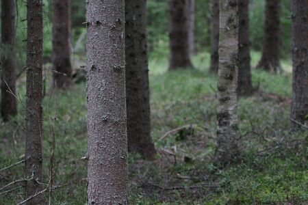 Tree trunks in forestの写真素材